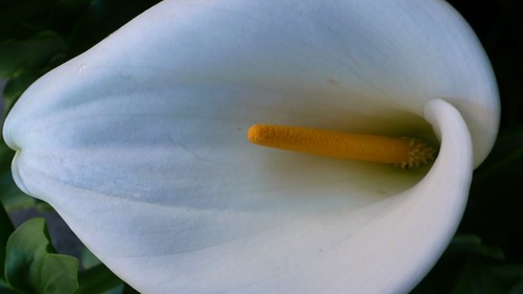 Can calla lily be grown indoors?