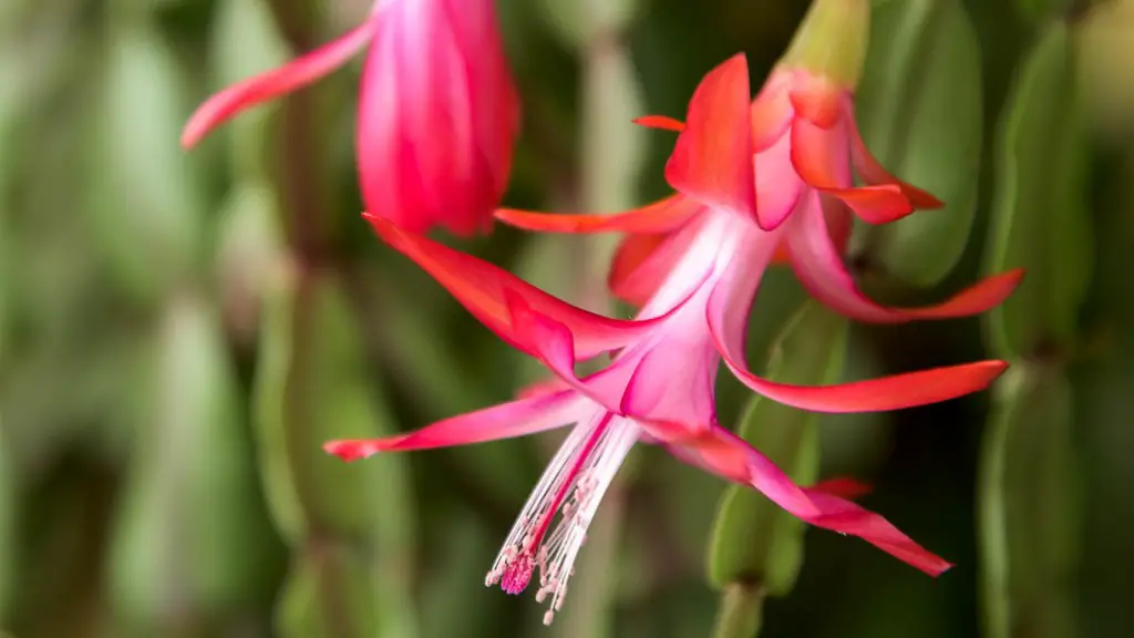 What to do after christmas cactus blooms?