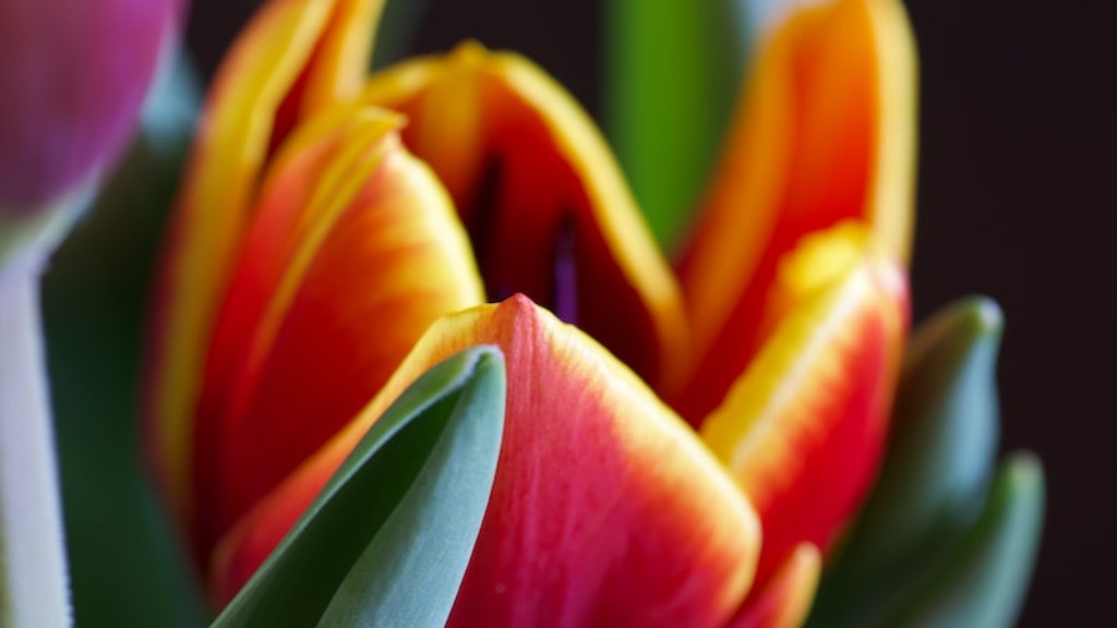 How long does a tulip flower last?