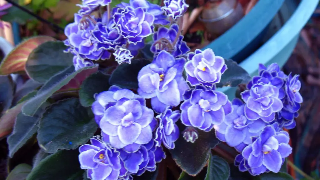 Where do african violets do well?