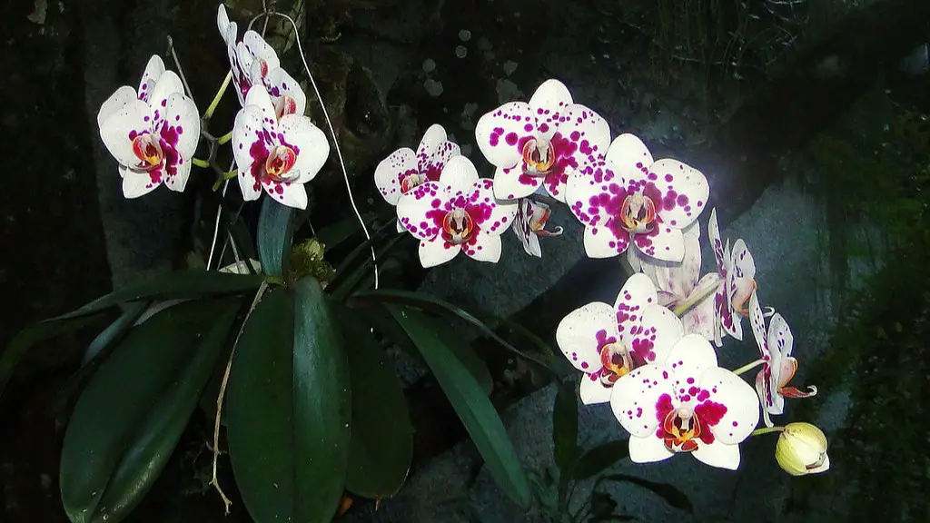 When to prune phalaenopsis orchid?