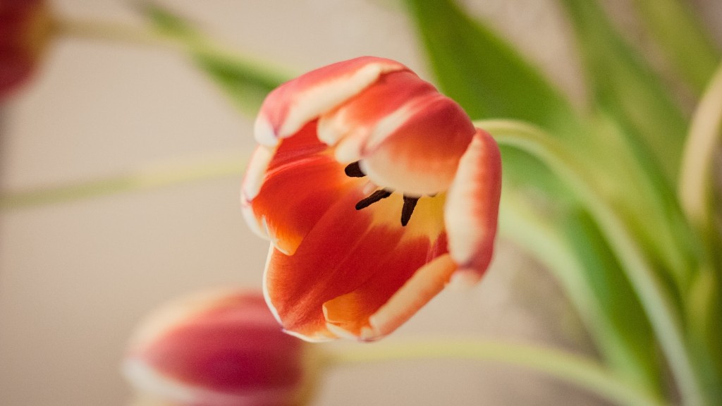 How many pedels on a tulip flower?
