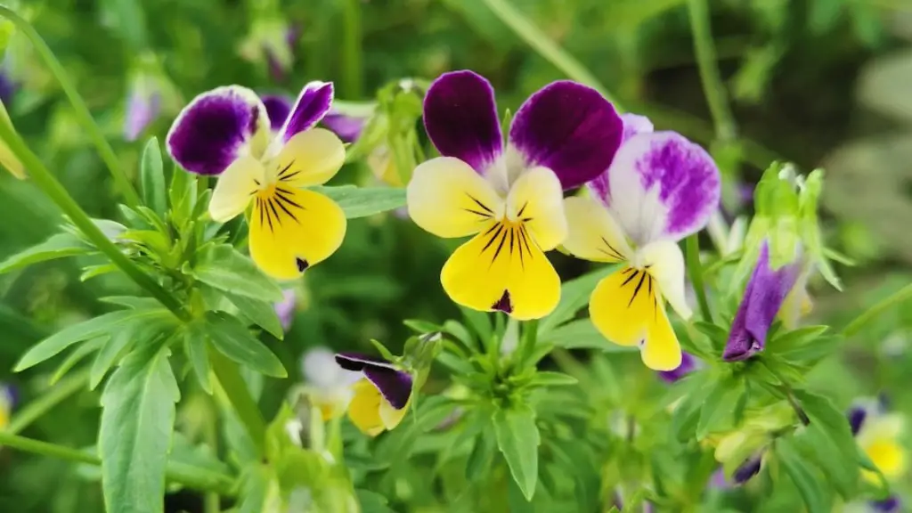 What are the colors of african violets?