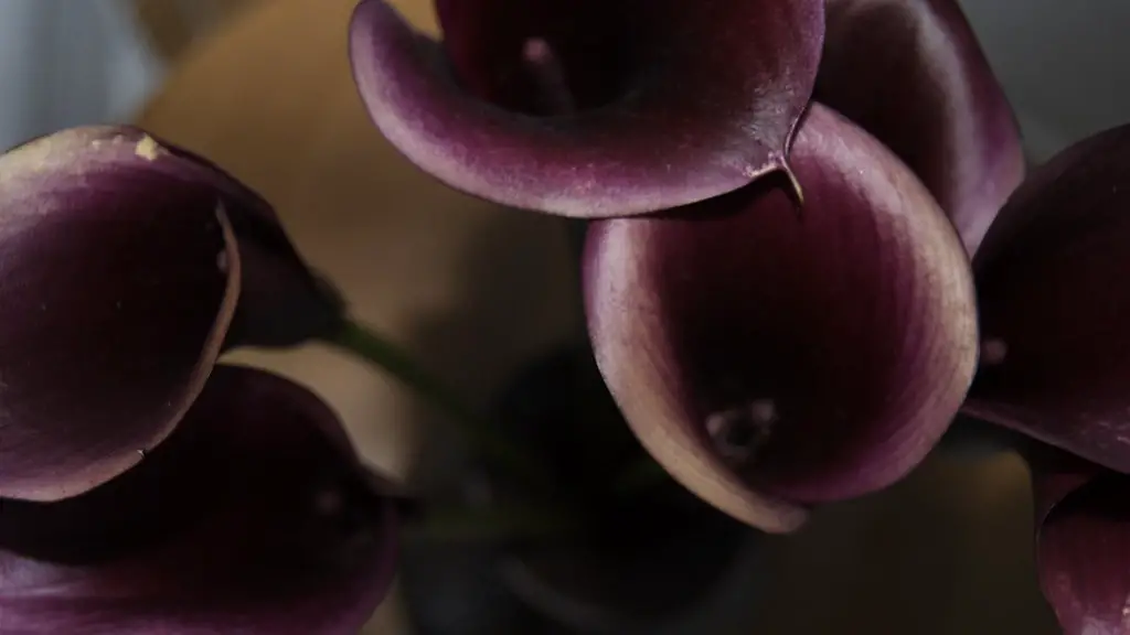 How to use3 african violets pots?