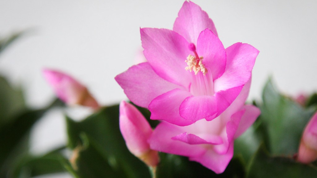 How do you get christmas cactus to bloom?