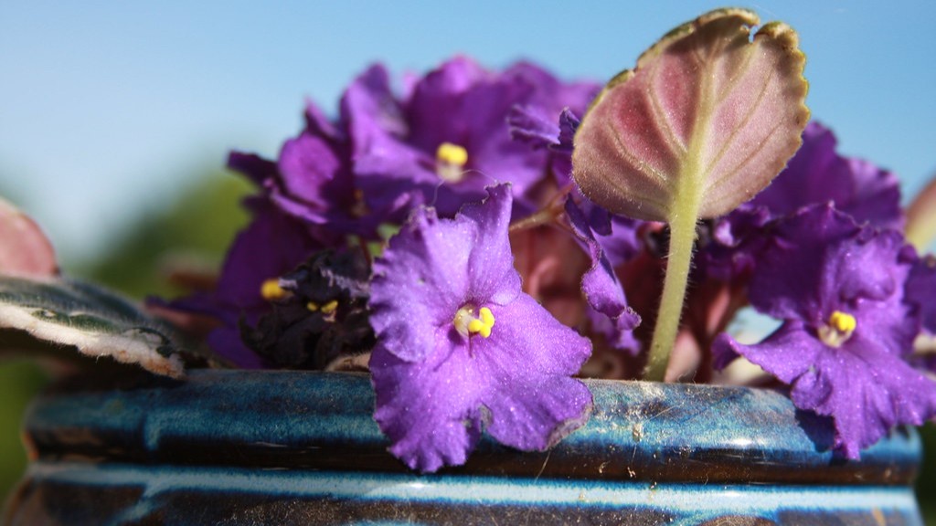 When and how to repot african violets?