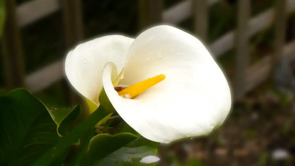 Why did my yellow calla lily turn green?