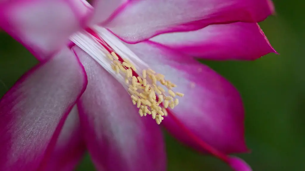 How do i get a christmas cactus to bloom?