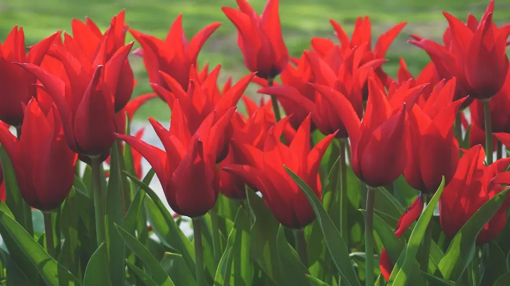 Which family does the tulip flower belong to?