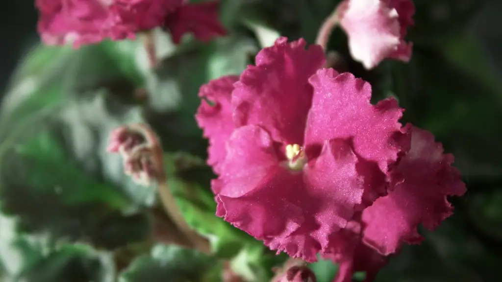 When do african violets bloom indoors?