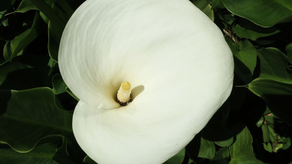 How to care for a calla lily in a pot?