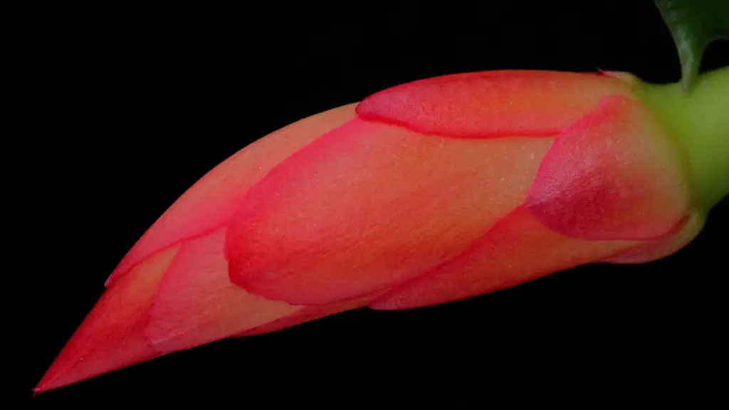 Why do buds fall off christmas cactus?