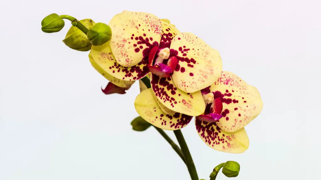 How long does phalaenopsis orchid bloom last?