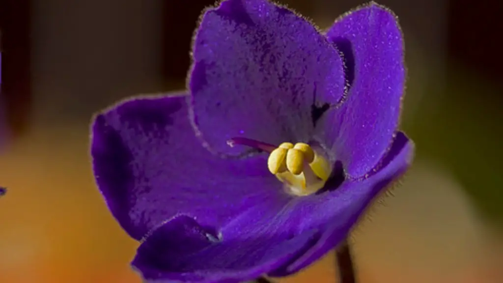 Are orchid and african violets the same family?