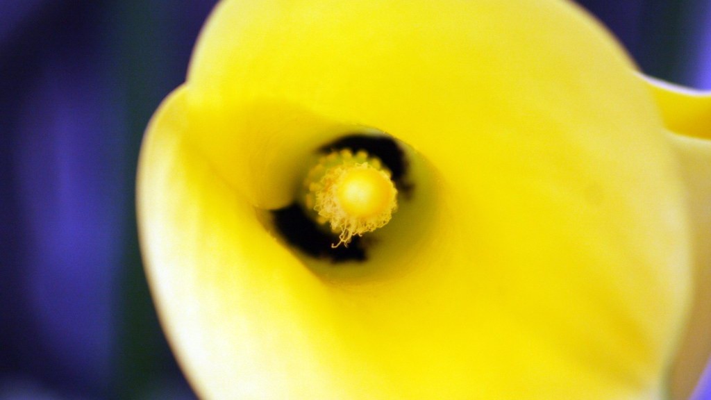 Is a calla lily poisonous?