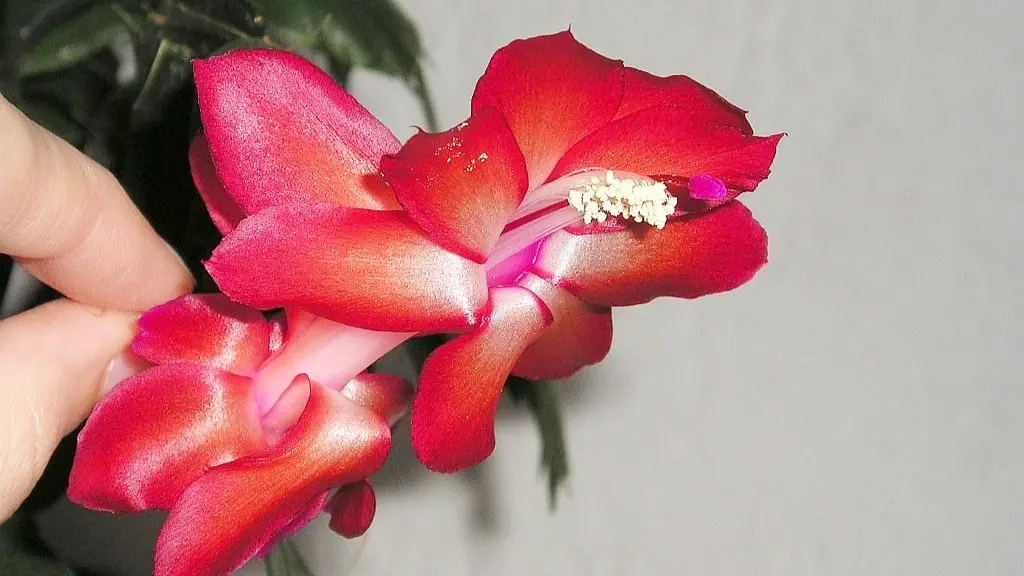 Can christmas cactus go outside?