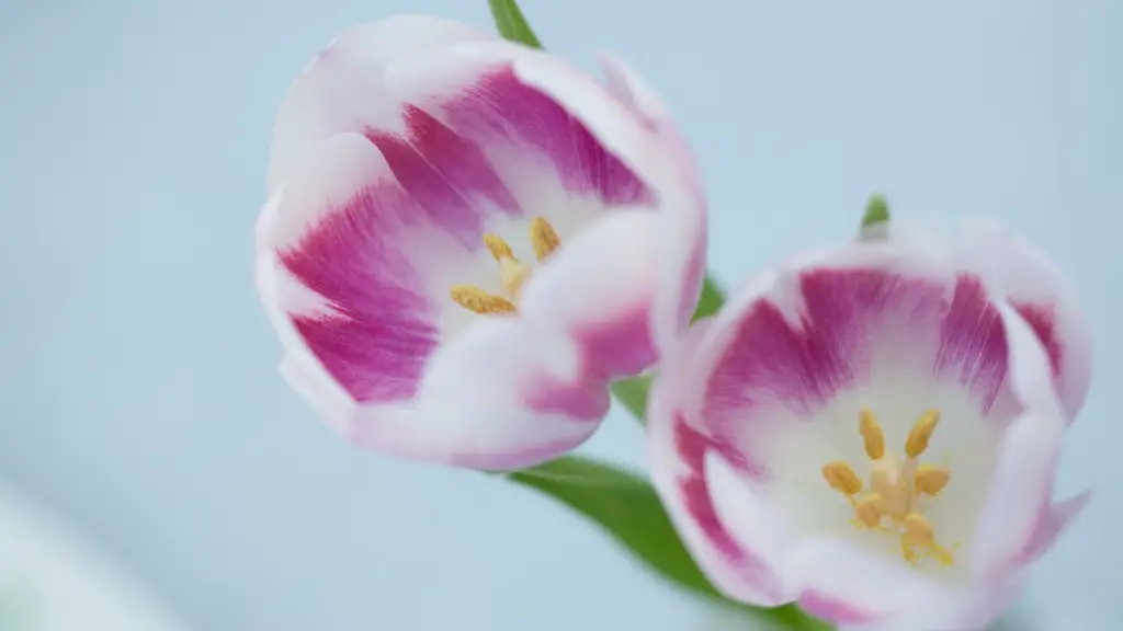 A calla lily blooms from june to october?