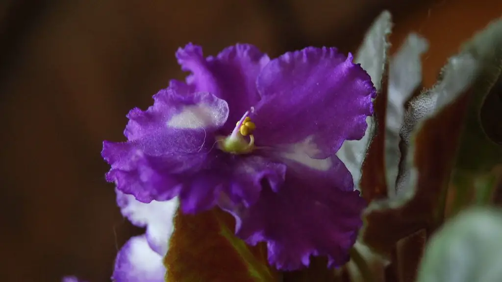 How to propagate african violets from a leaf in water?
