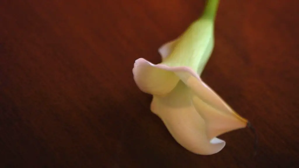 What does a calla lily look like?