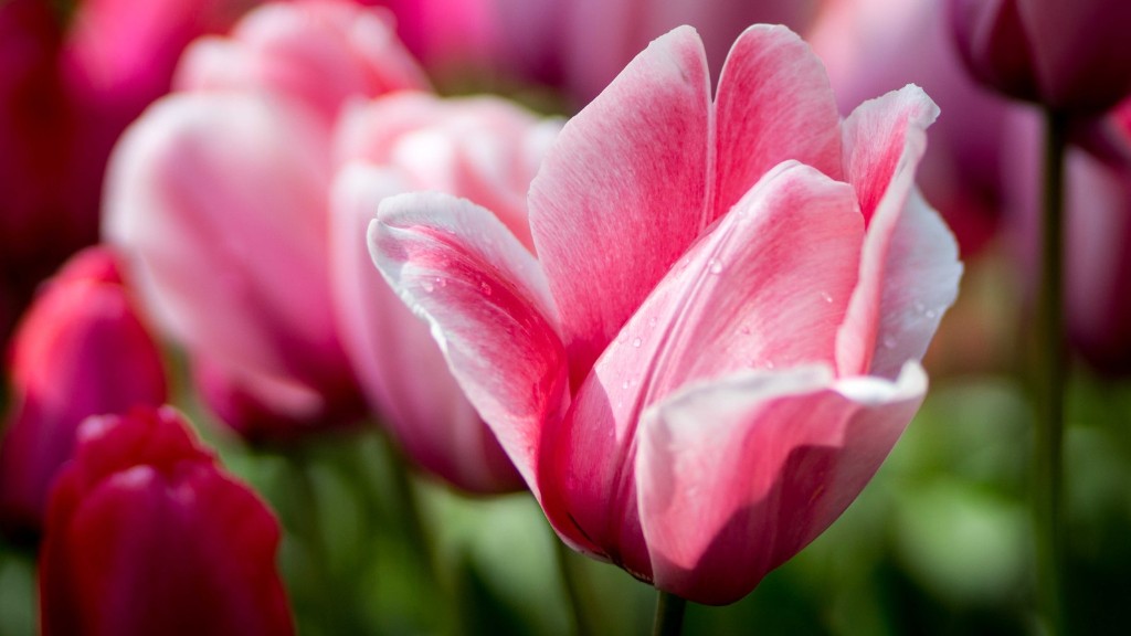 How to make handmade tulip flower?