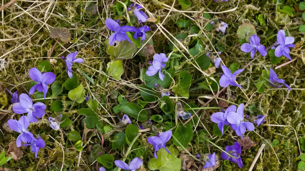 Do african violets multiply?