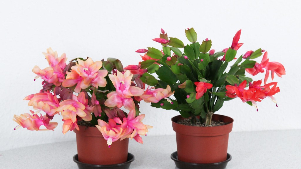 Do you water a christmas cactus when it is blooming?