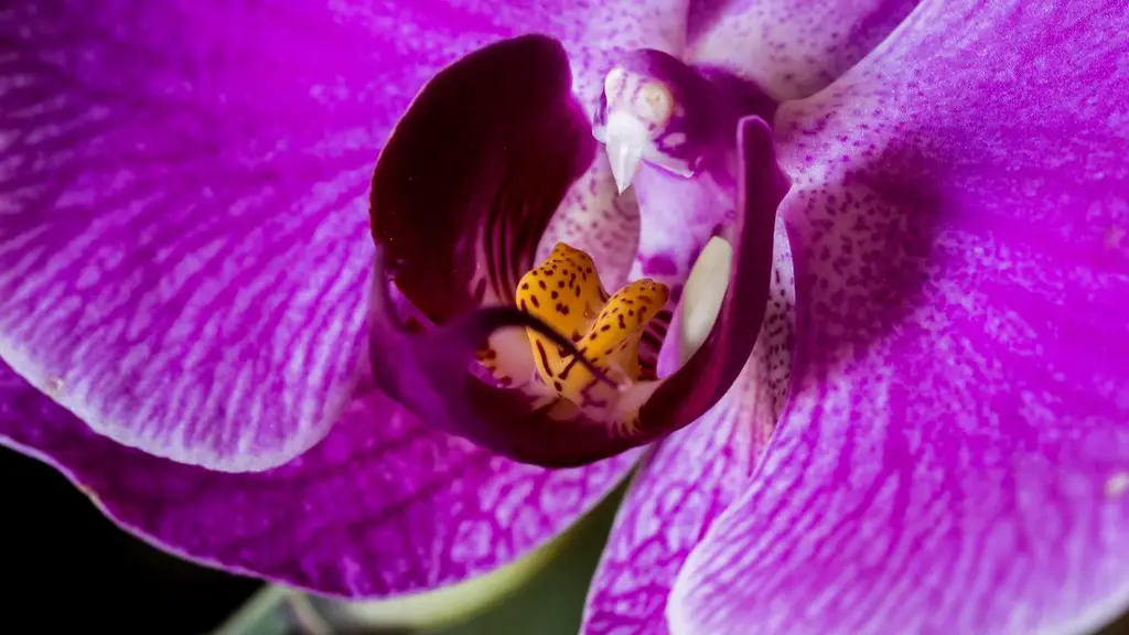 Why are calla lily leaves turning yellow?