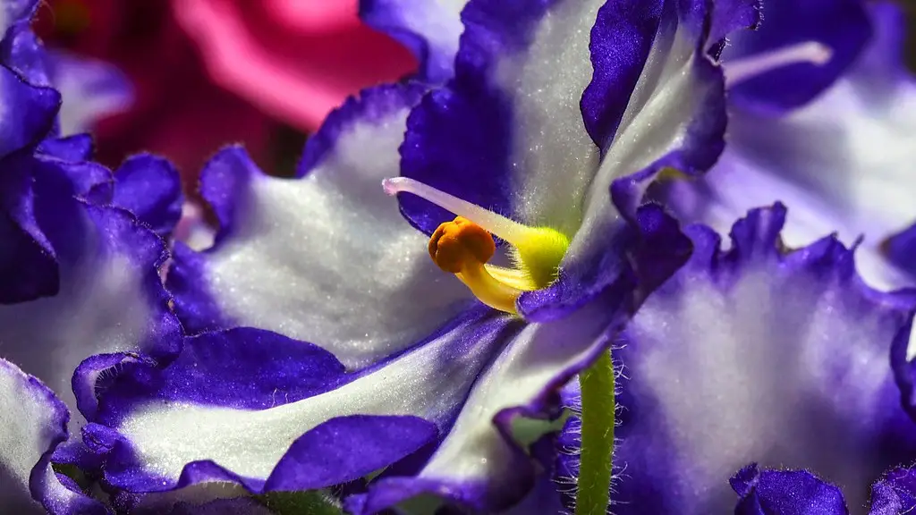 How many colors can african violets come in?