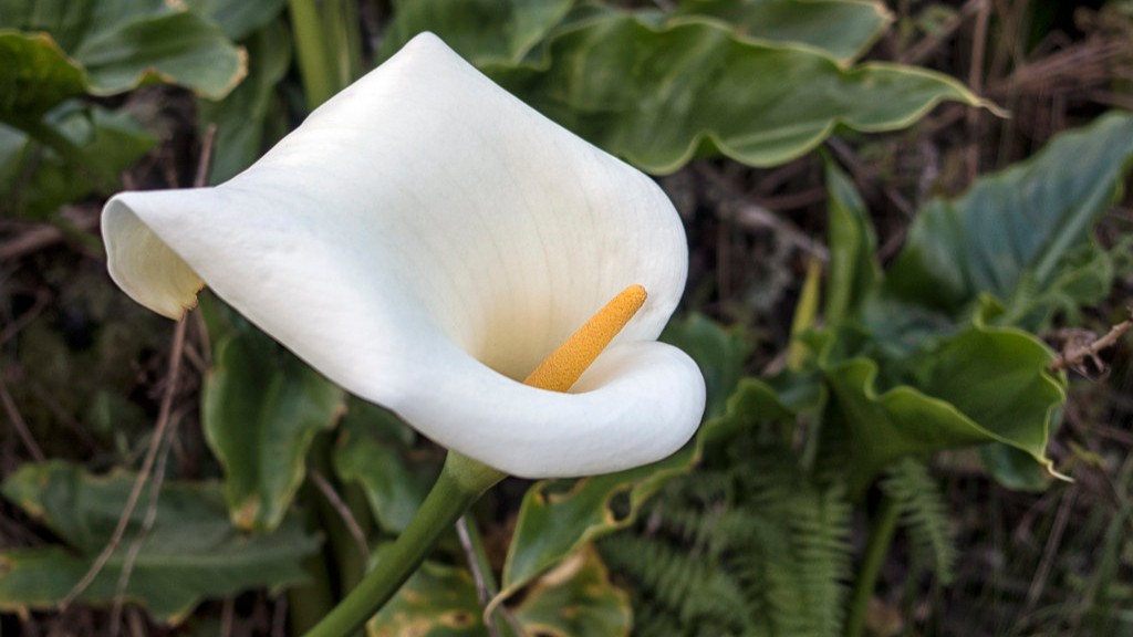 How to keep calla lily bulbs over winter?
