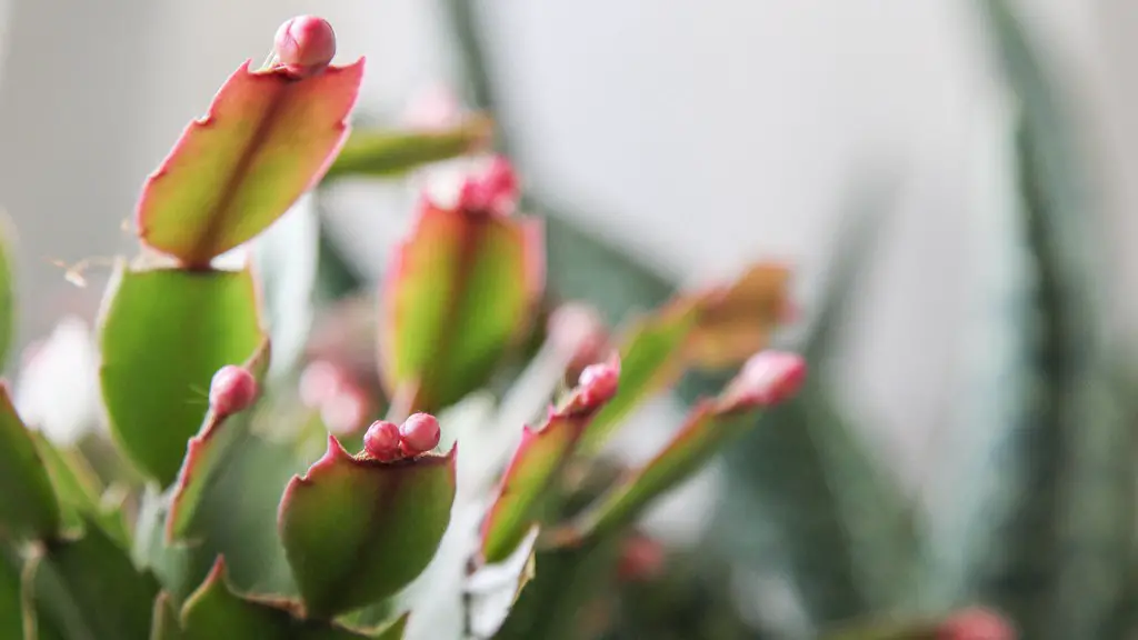 Is christmas cactus perennial?