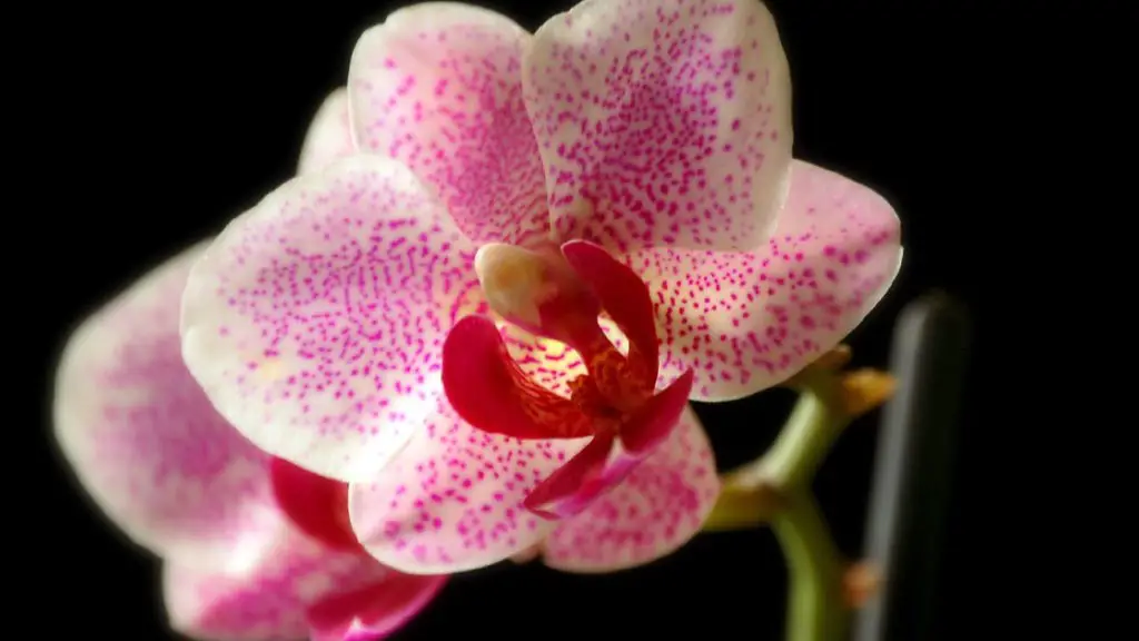 How to pronounce phalaenopsis orchid?