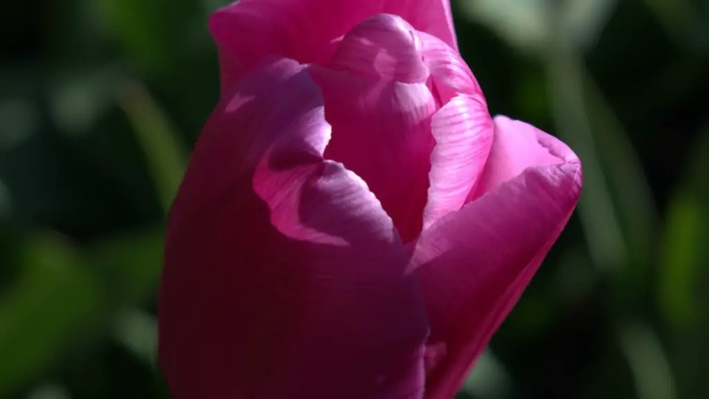 A white tulip flower?