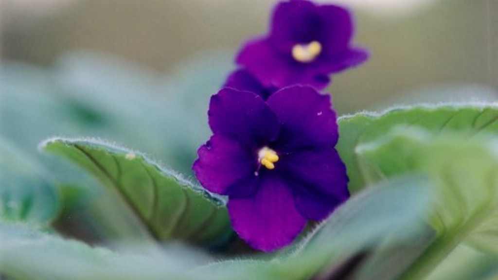 What size pot do african violets do well in?