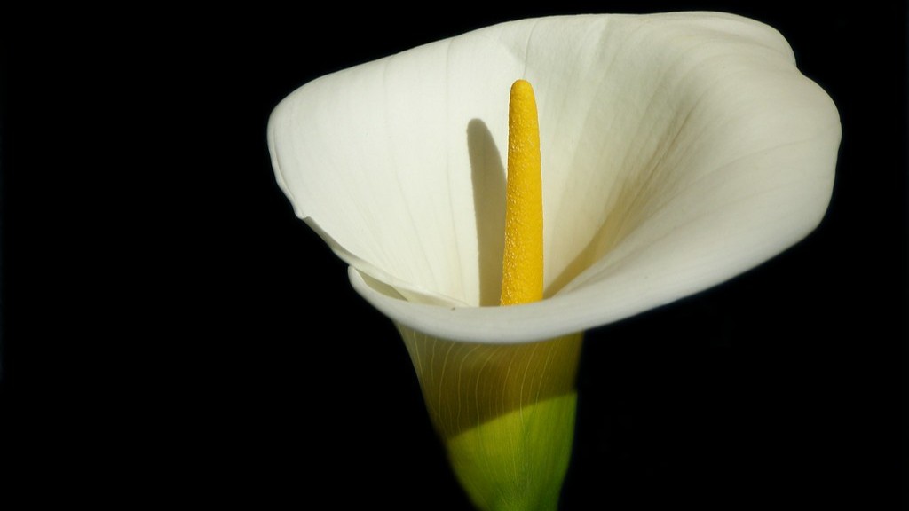 How to cut a calla lily?