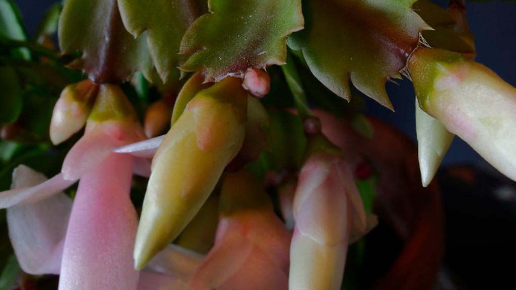 Can you repot a christmas cactus when it’s blooming?