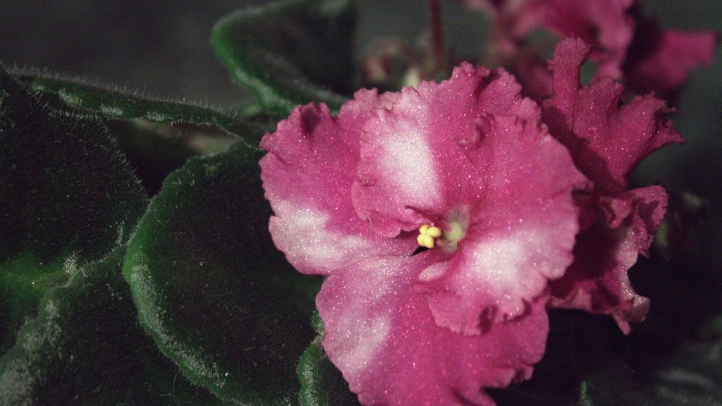 Should you water african violets from the bottom?