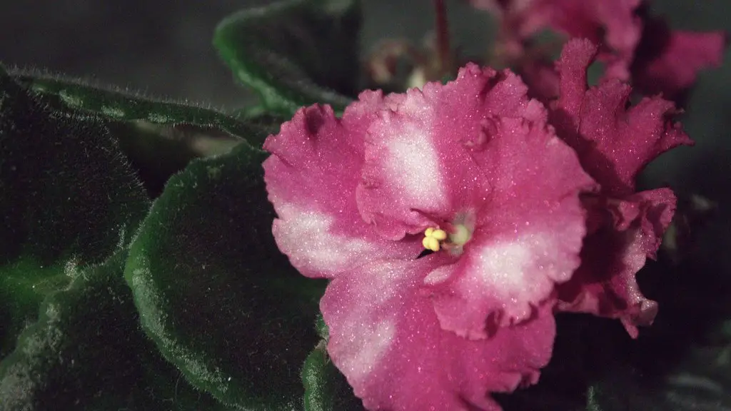 Do african violets need a lot of soil?