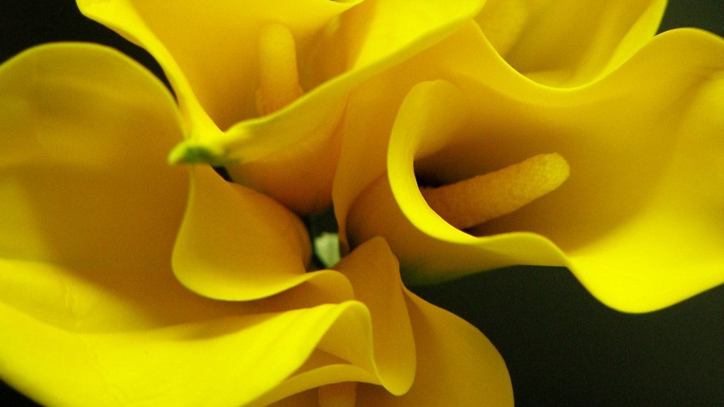 How to grow calla lily seeds?