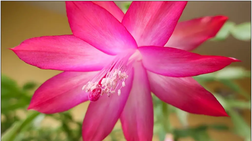 Why is my christmas cactus turning purple?