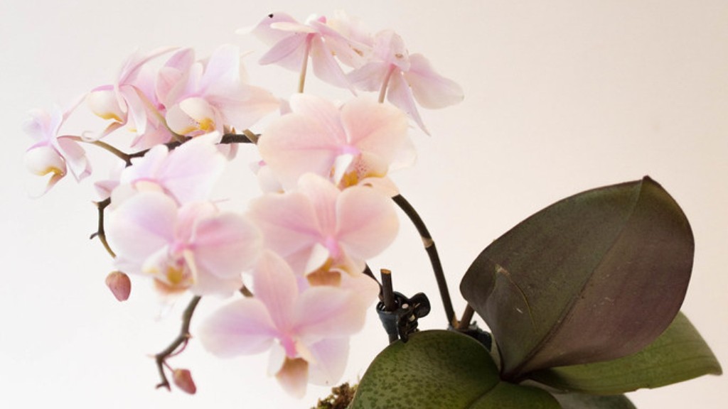 How to trim a phalaenopsis orchid?