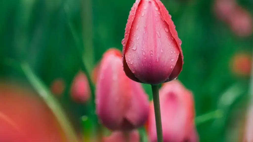 A white tulip flower?