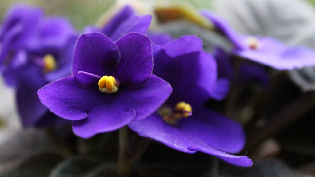 When do african violets flower in sydney?