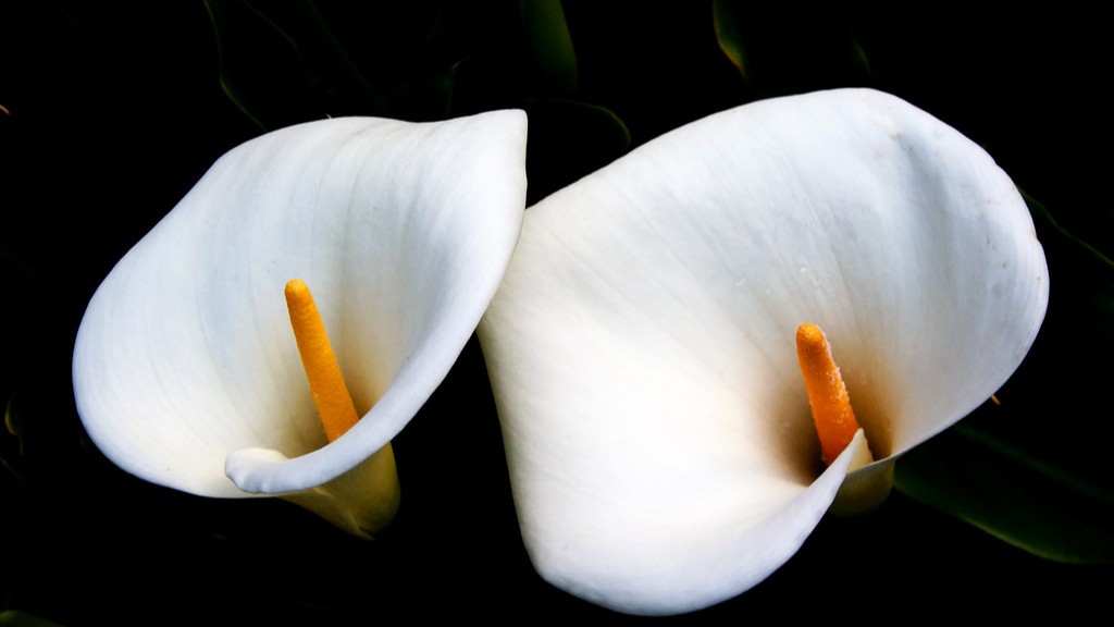 How to plant calla lily bulbs indoors?