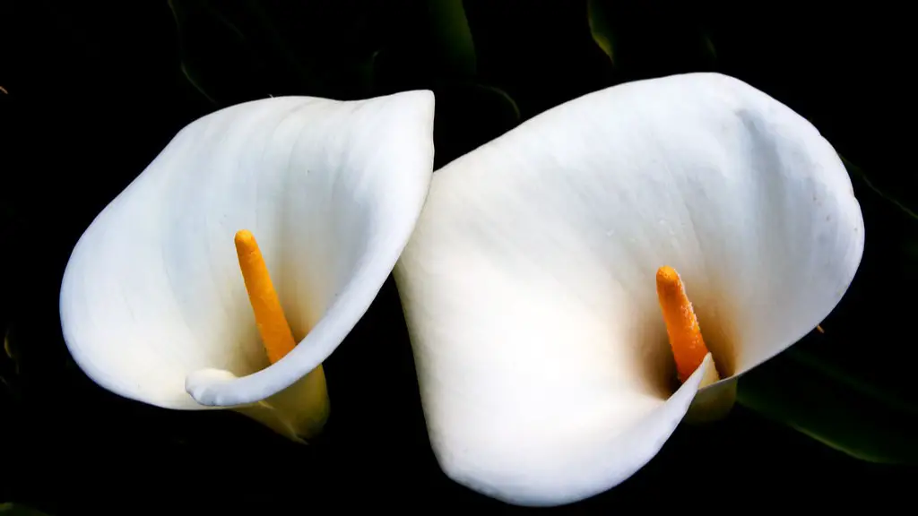 How to transplant a calla lily plant?