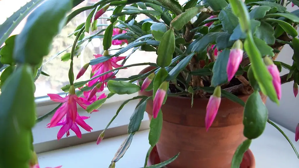 When do you water a christmas cactus?