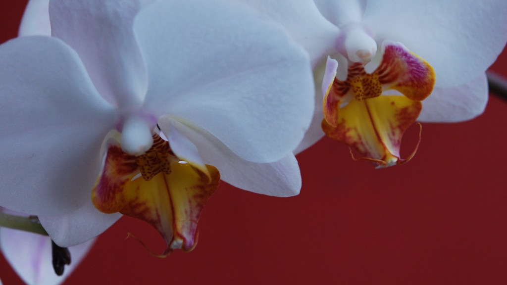 When should i fertilize my phalaenopsis orchid?