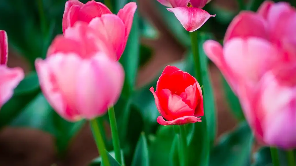 What does tulip flower lens hood do?