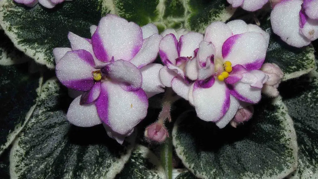 When to water african violets?