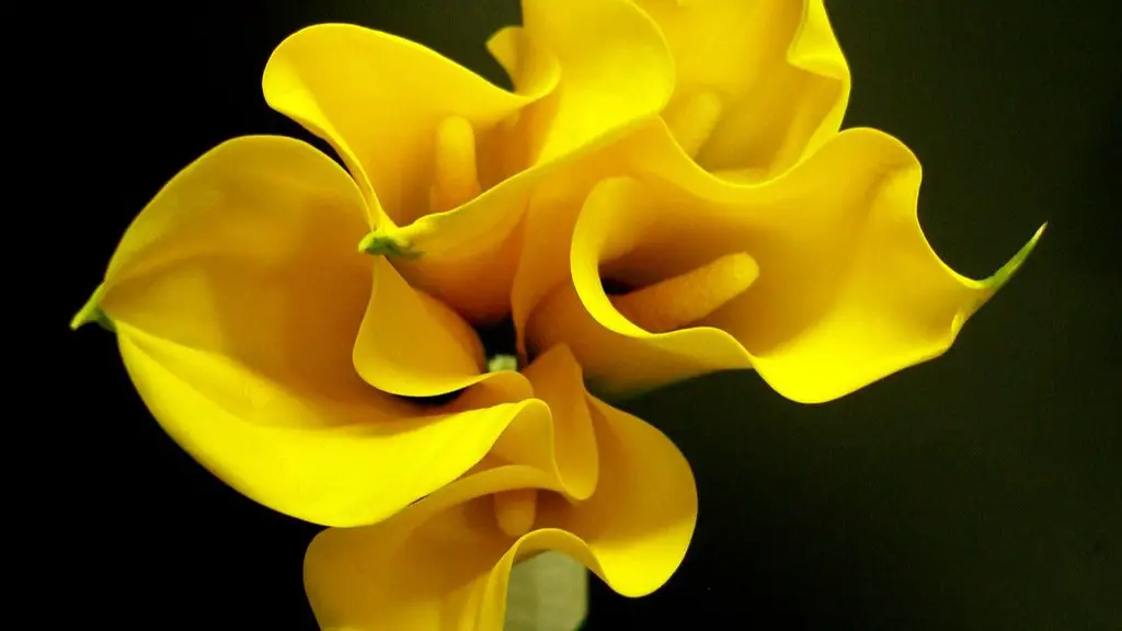 Why has my calla lily lost its colour?