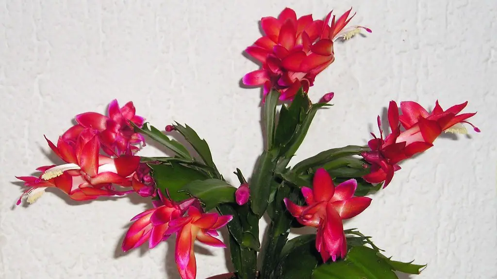 Why isn’t my christmas cactus blooming?